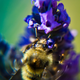 Illustration for article titled Shooting Challenge: Bugs 4